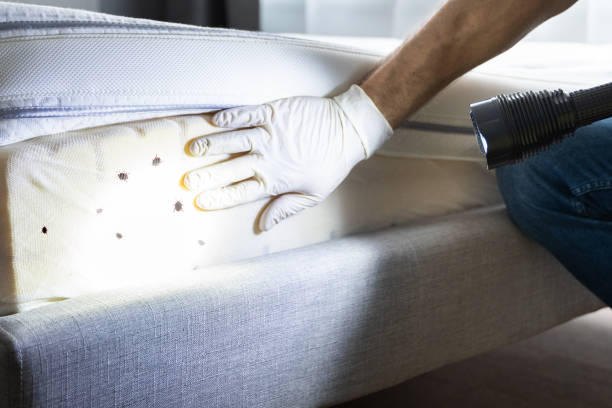 Best Ant Control Services  in New Waverly, TX