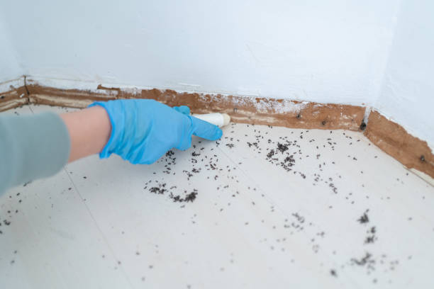 Best Pest Removal Services  in New Waverly, TX